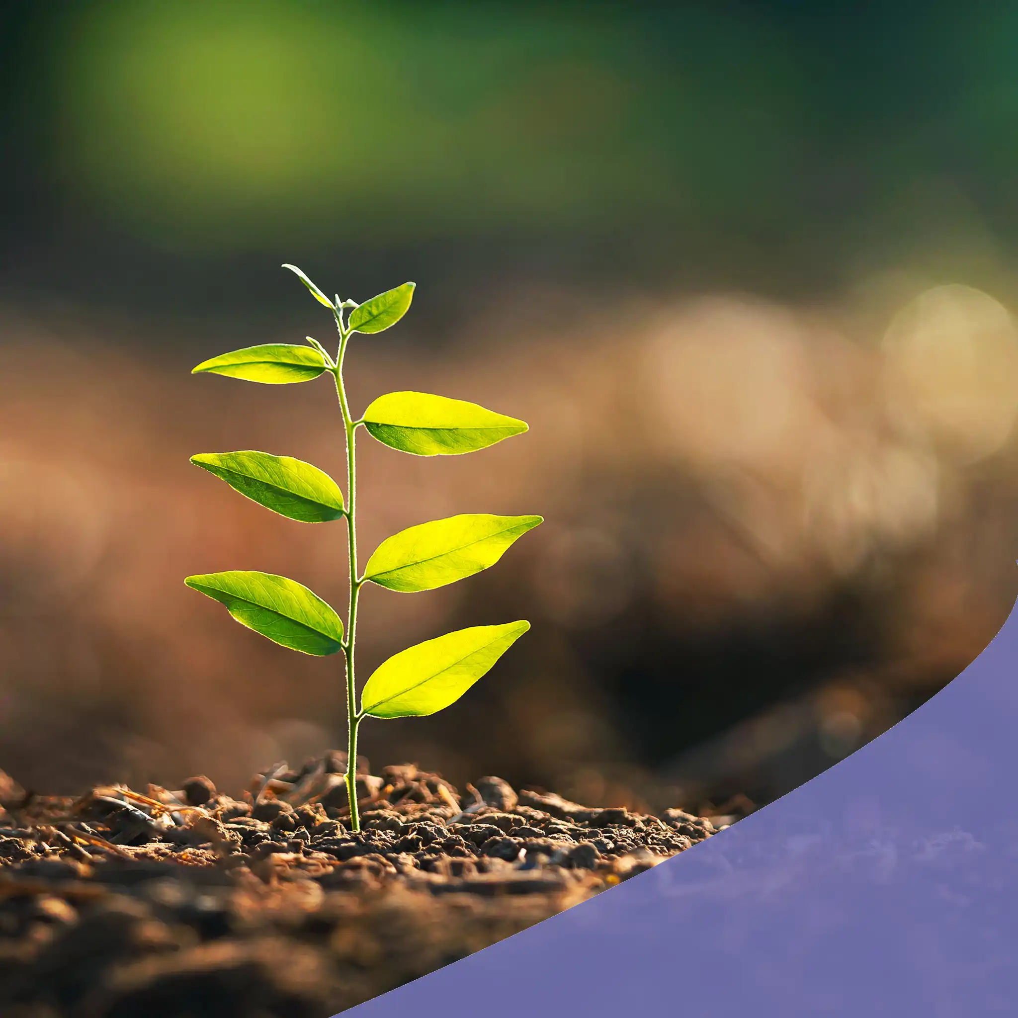 انشطة الجمعية 